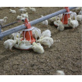 Broiler Automatic Feeding System